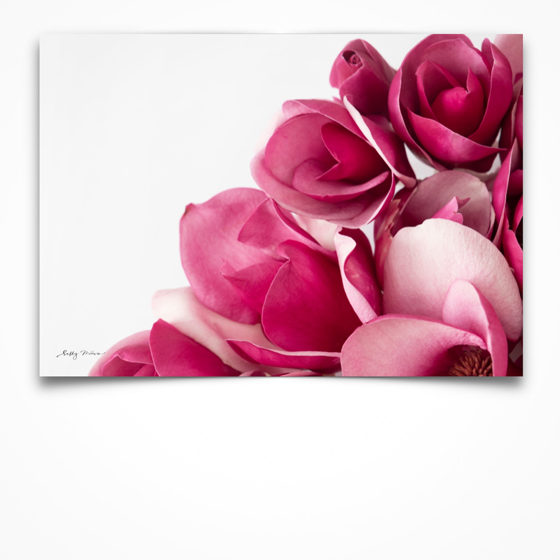 An unframed fine art photography print of a bunch of pink Magnolia flowers set on a white background. 
