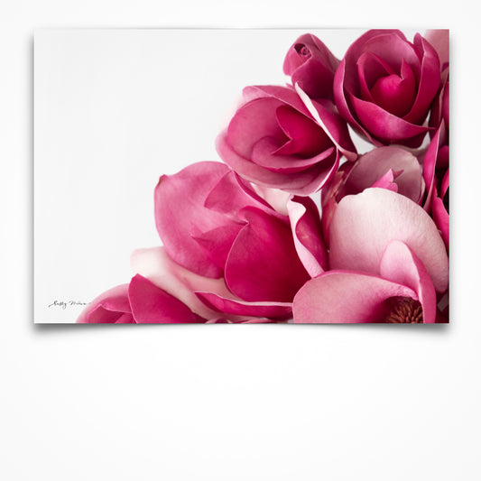 An unframed fine art photography print of a bunch of pink Magnolia flowers set on a white background. 