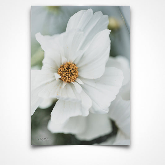 Cosmos Bloom