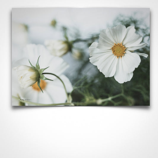 Cosmos Love