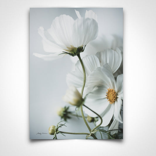 Cosmos