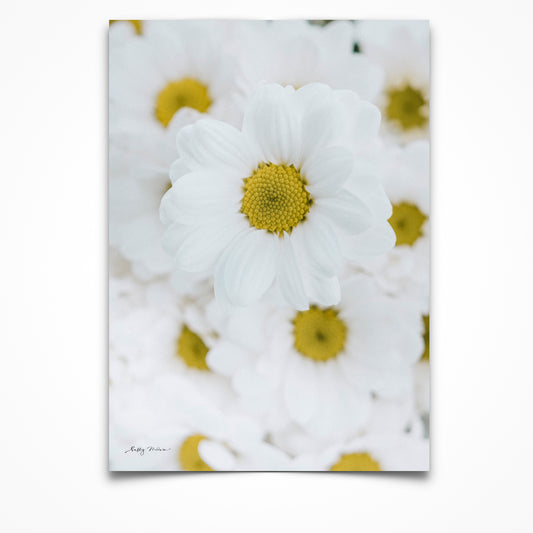 Daisy Doo