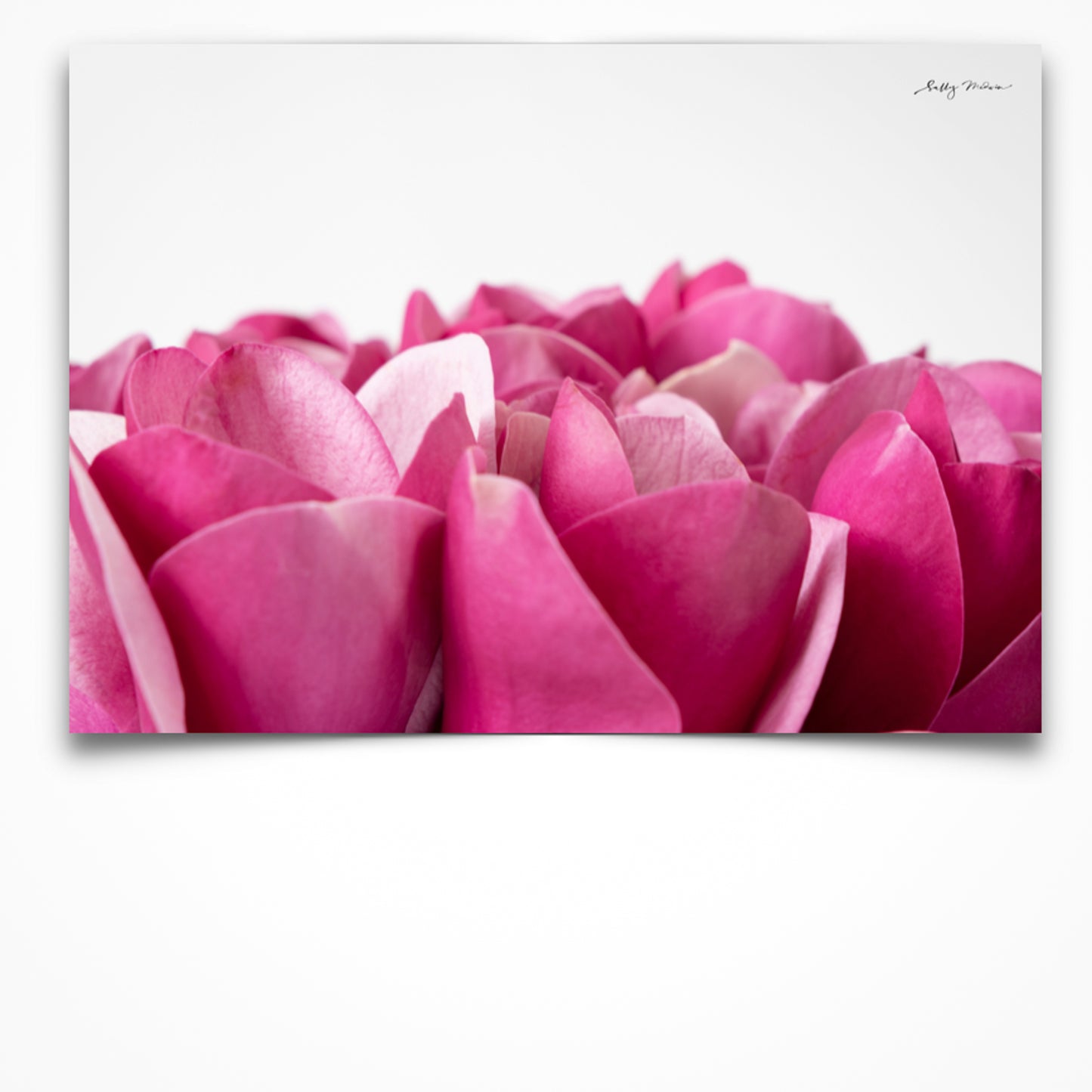 A fine art photographic print, unframed, of a bunch of bright pink magnolias on a white background.