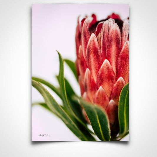 Happy Protea Portrait