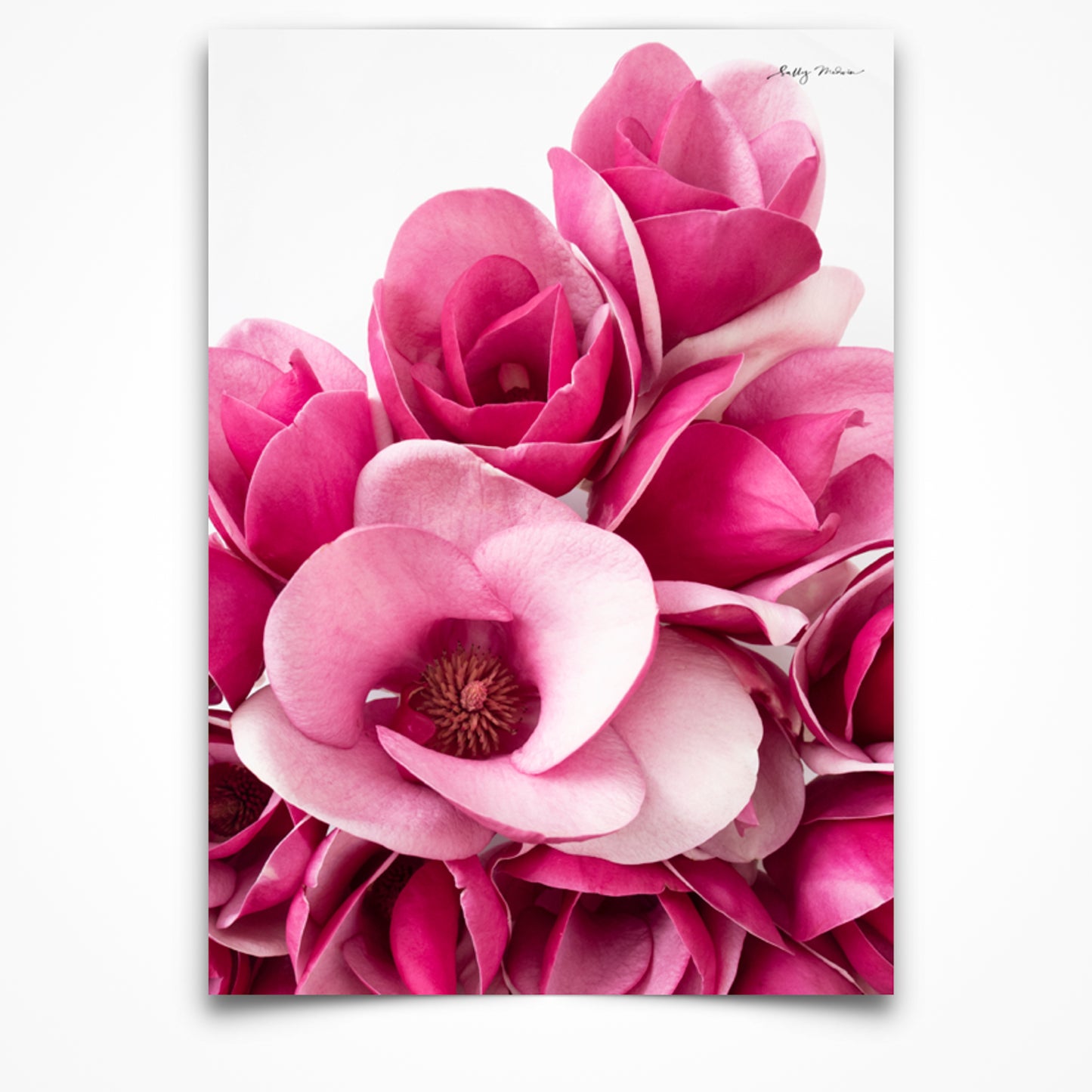This fine art print is set in a portrait aspect. It shows a brightly pink coloured bunch of Magnolia flowers set on a white background. 