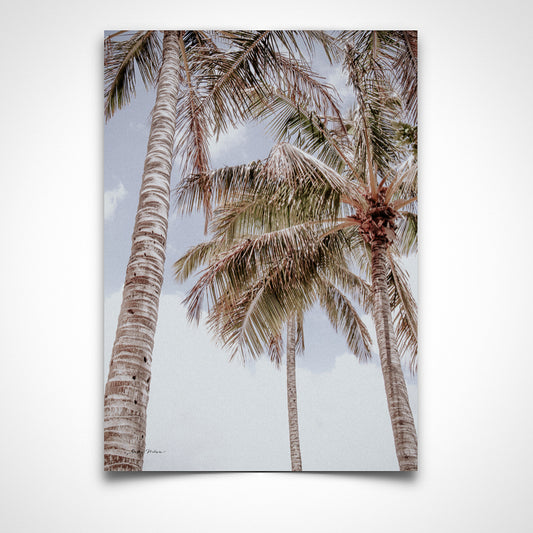 Noosa Palms