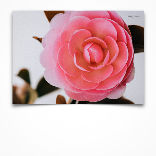 Pink Camellia Landscape