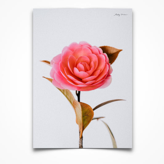 Pink Camellia