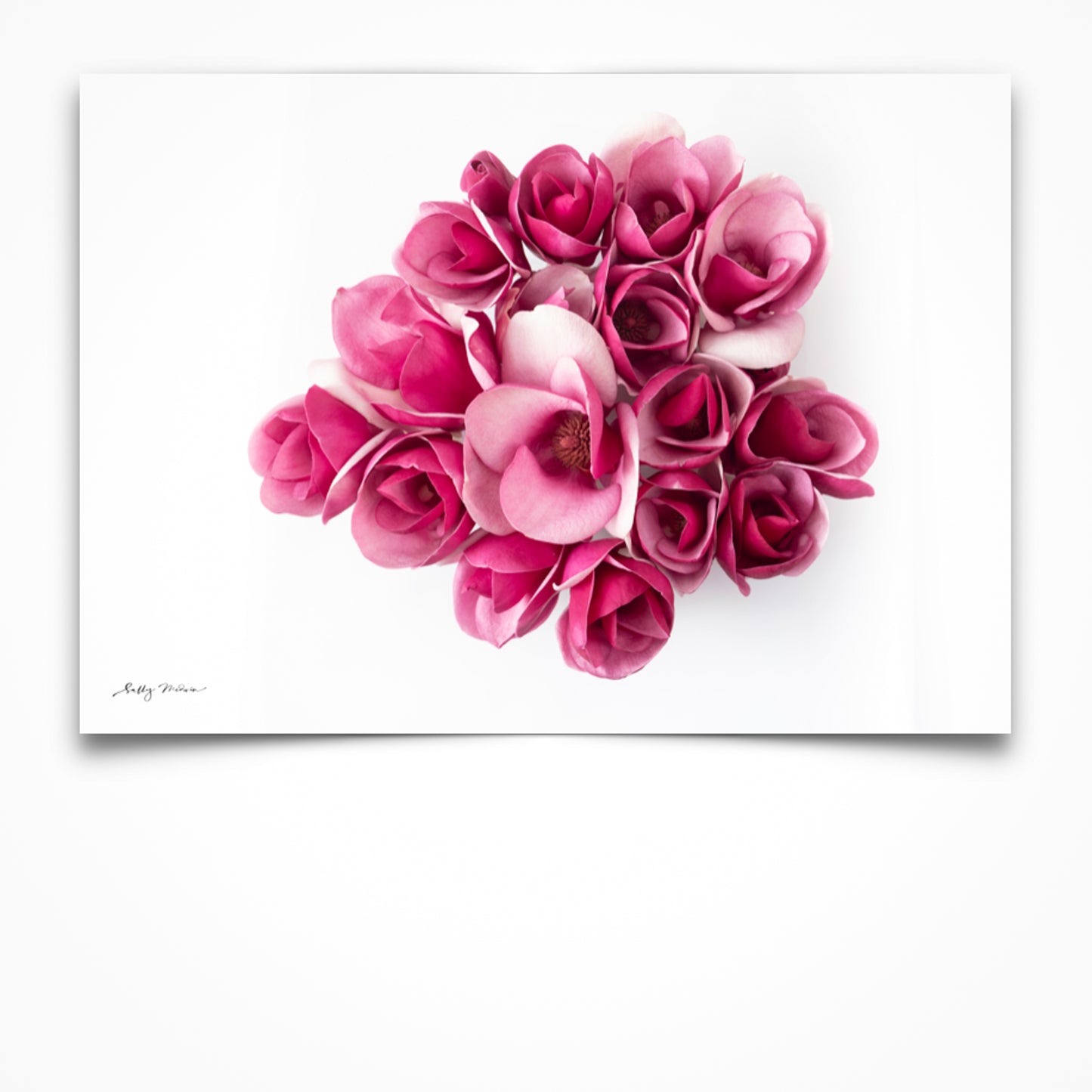 An original fine art photographic print of bright Pink Magnolia Flowers on a white background. 