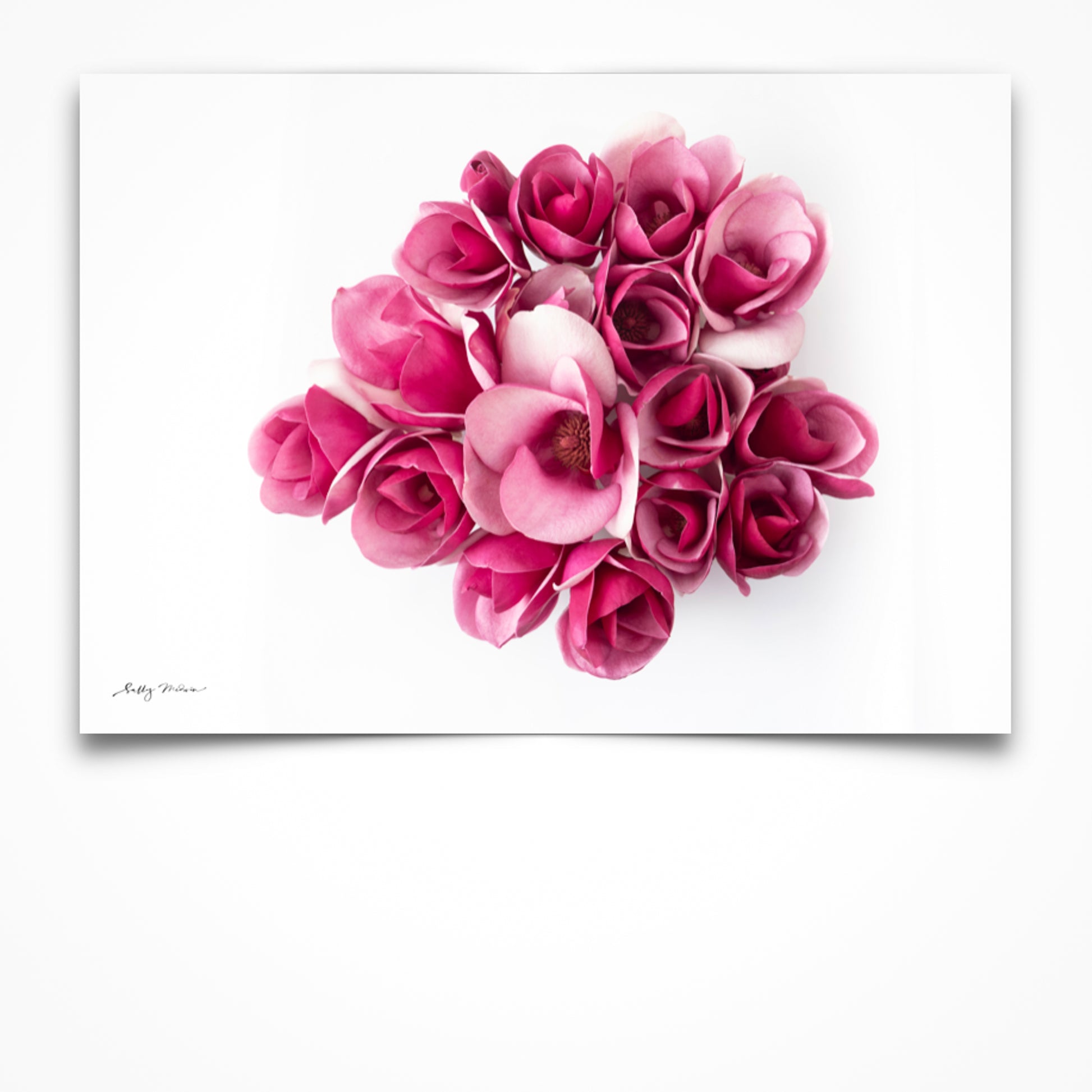 An original fine art photographic print of bright Pink Magnolia Flowers on a white background. 