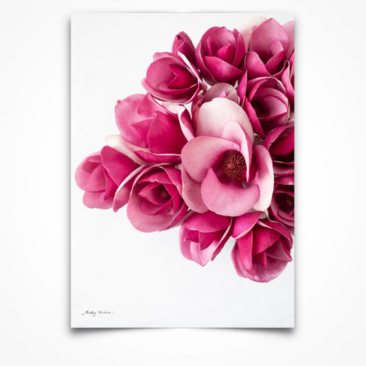 Portrait aspect photography print, unframed, of bright pink magnolia flowers in a bunch set on a white background.