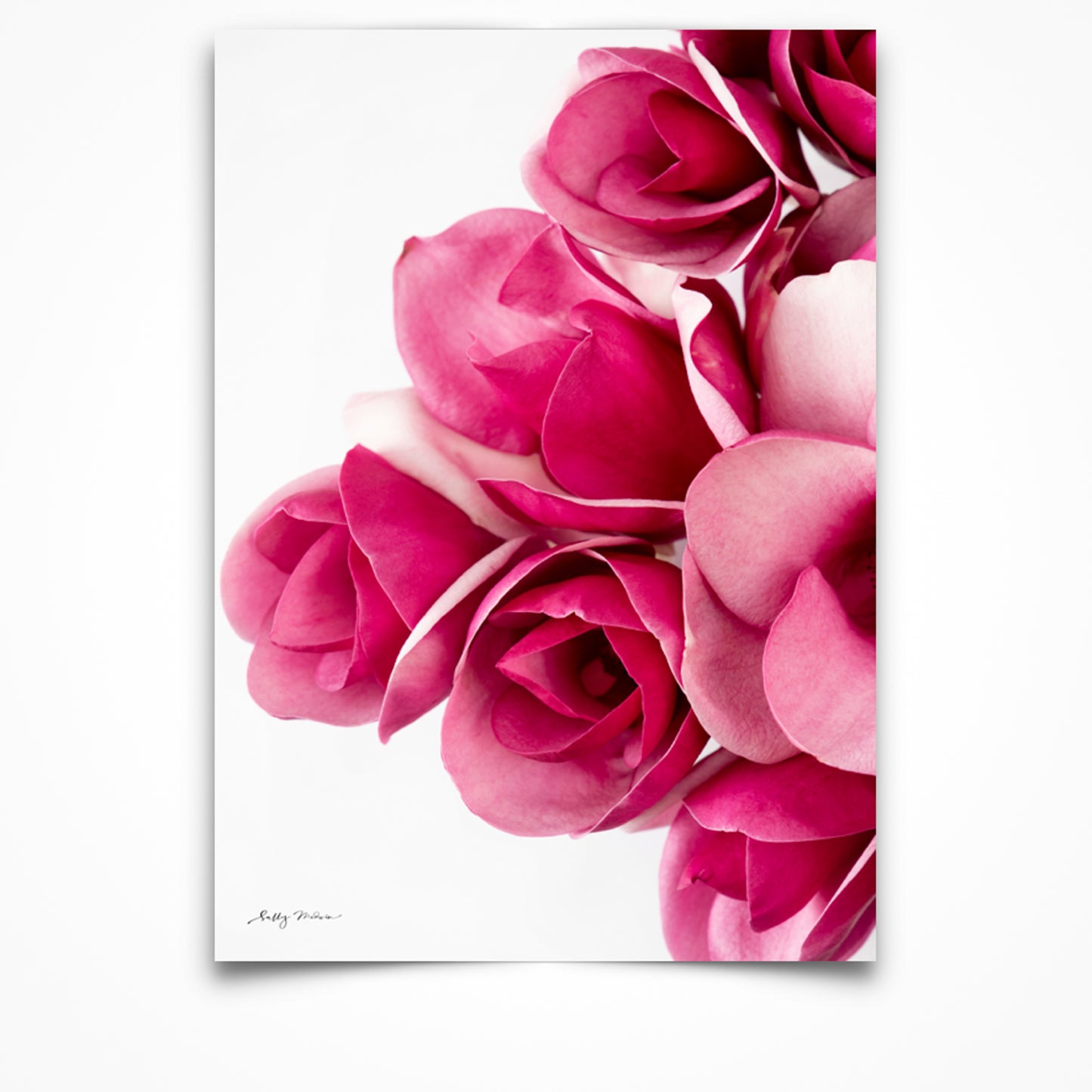 Close up photography print, unframed, of bright pink magnolia flowers set on a white background.