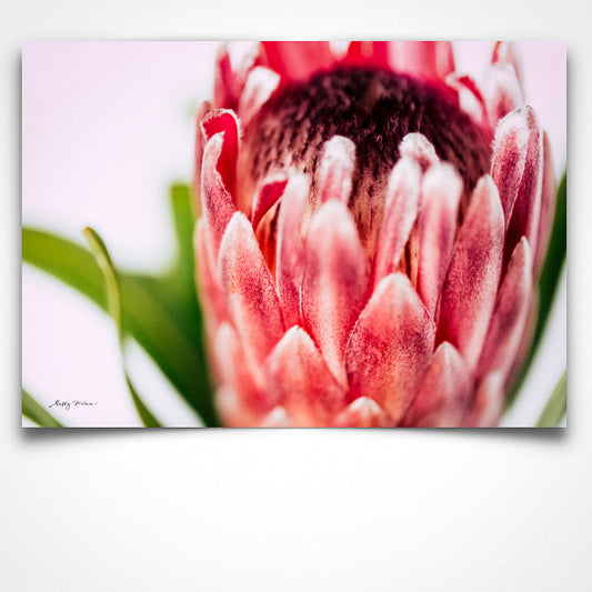 Protea Macro Landscape