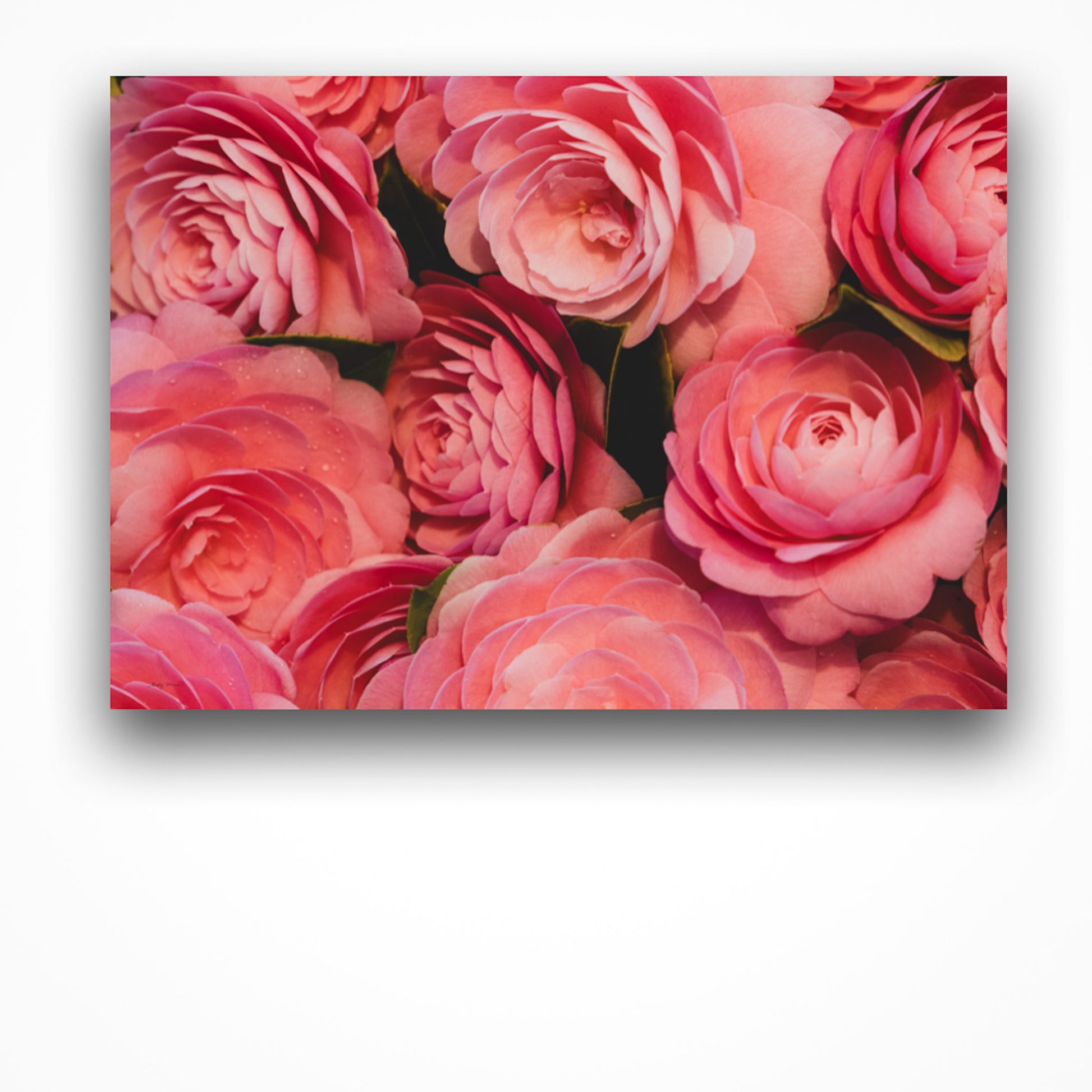An unframed fine art photography print of pink camellias in landscape aspect. 