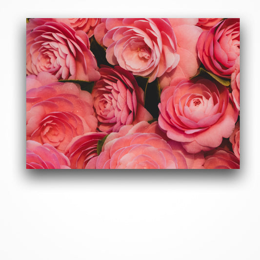 An unframed fine art photography print of pink camellias in landscape aspect. 