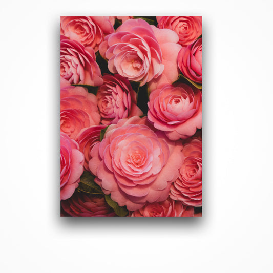 An unframed fine art print of bright pink Camellia flowers set on a white background.