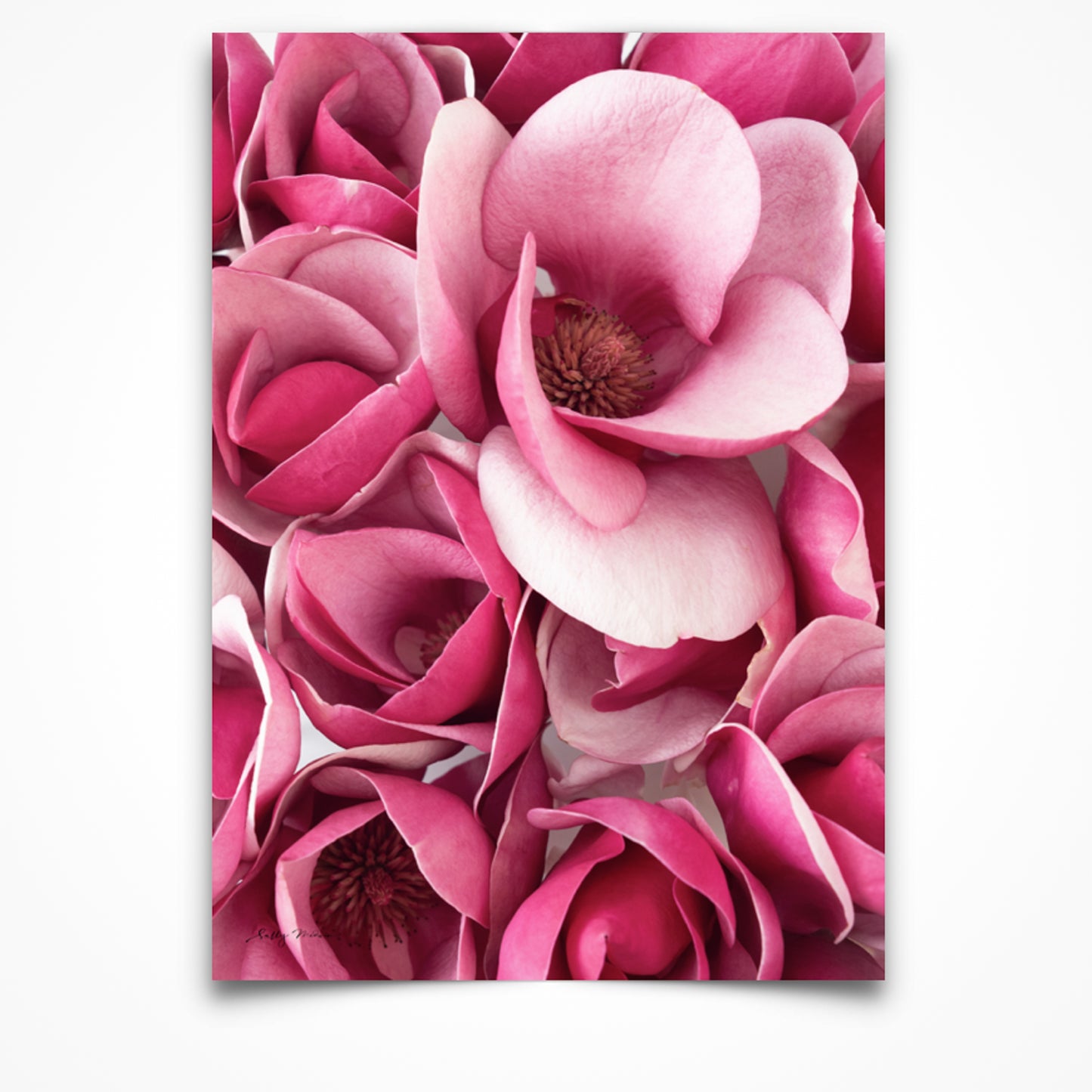 Close up photography fine art print of bright pink magnolia flowers. This is set in portrait aspect. 