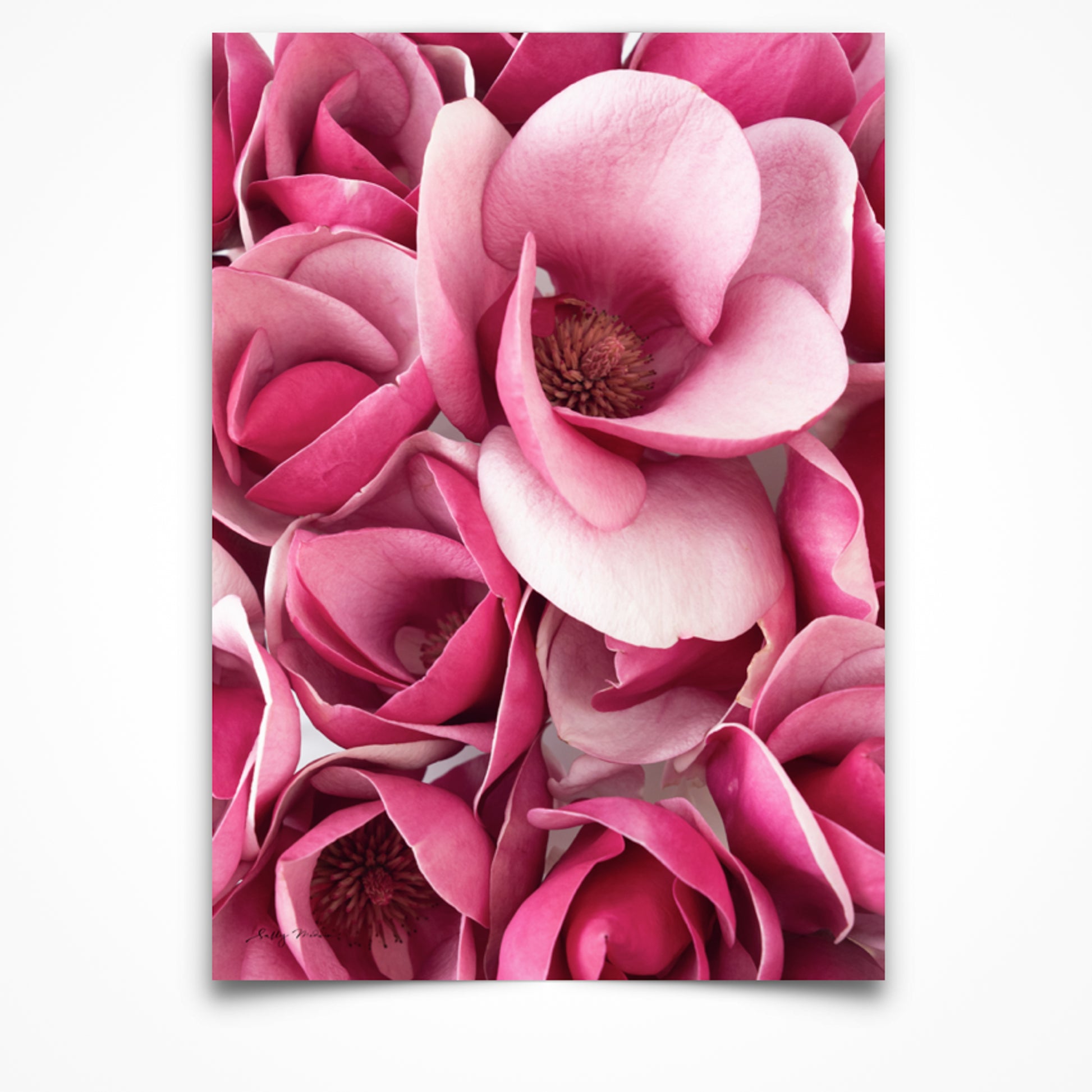 Close up photography fine art print of bright pink magnolia flowers. This is set in portrait aspect. 