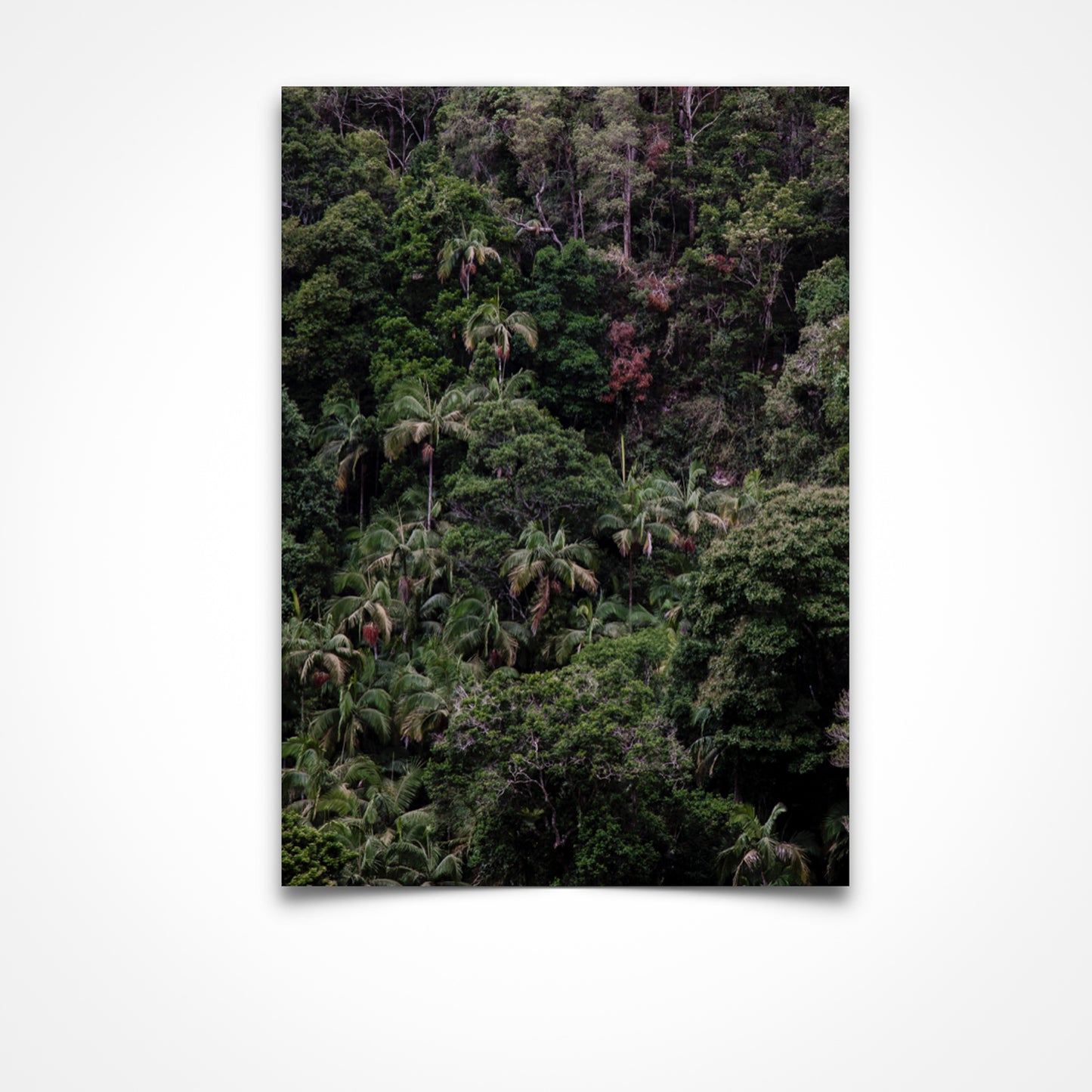 Canopy