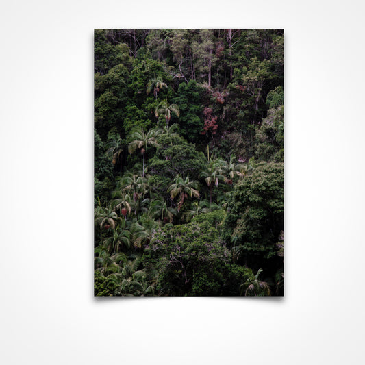 Canopy