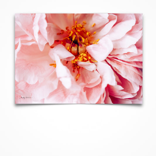 Pink Peony