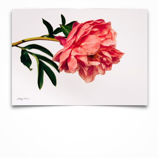 Starburst Peony