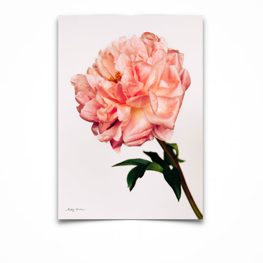 Stardust Peony